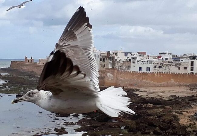 morocco tours essaouira 3